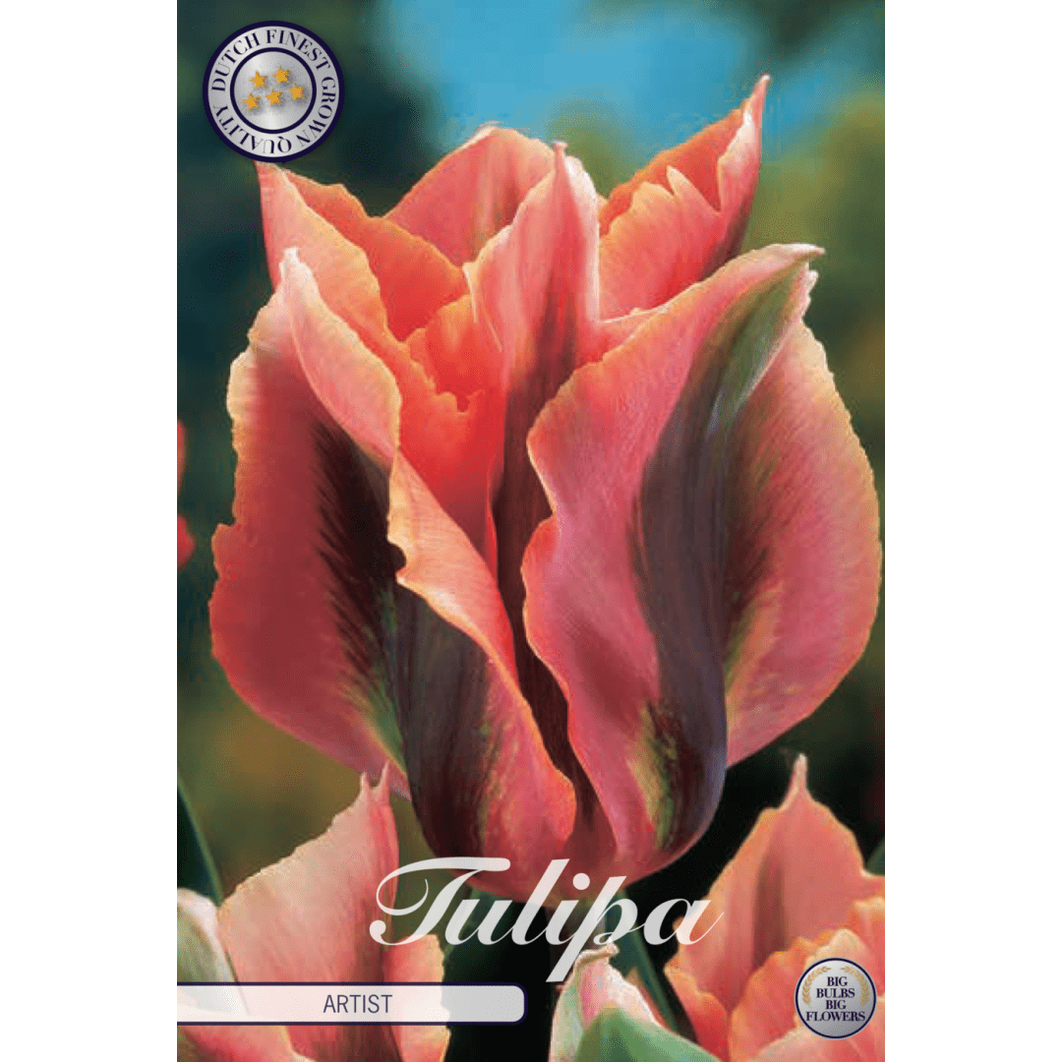 Tulipan Artist 7-pakning
